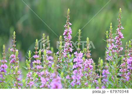 水辺に咲くミソハギの花 水辺に咲くミソハギの花 67970348