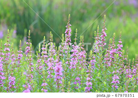 水辺に咲くミソハギの花の写真素材