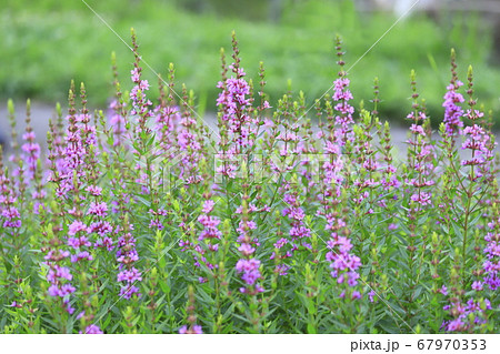 水辺に咲くミソハギの花 67970353