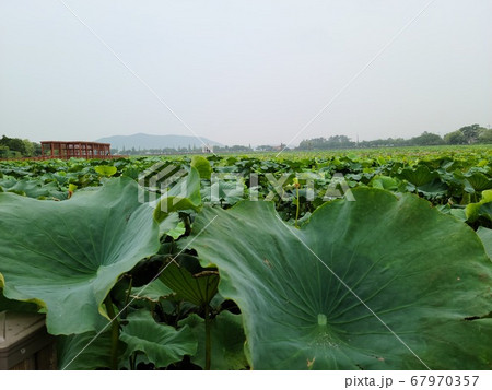 蓮の葉 蓮 ヨンバト 67970357