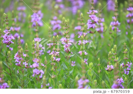 水辺に咲くミソハギの花の写真素材