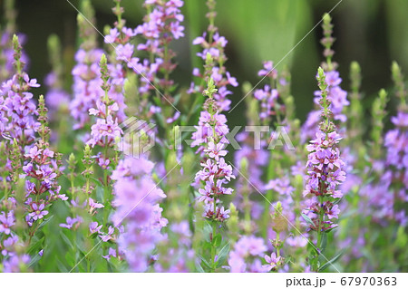 水辺に咲くミソハギの花 67970363