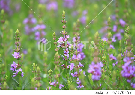 満開のミソハギの花　 67970555