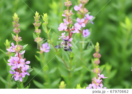 満開のミソハギの花とハチ 満開のミソハギの花とハチ 67970662