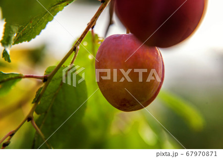 Perfect red plum growing on tree in organic plum 67970871