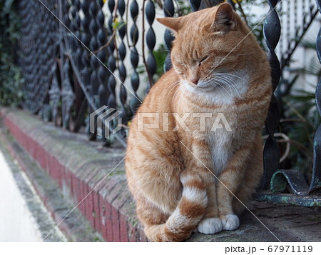 猫 猫 67971119