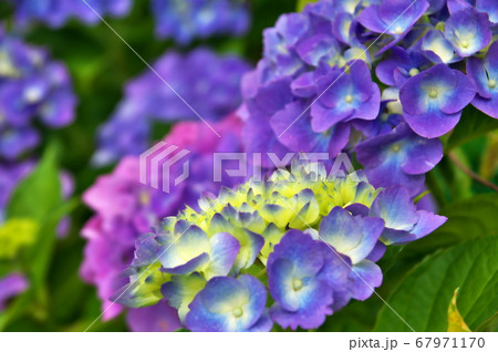 アジサイ 紫陽花の花 アジサイ 紫陽花の花 67971170