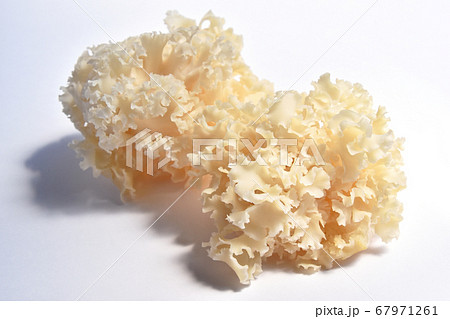 きのこ（はなびらたけ） 67971261