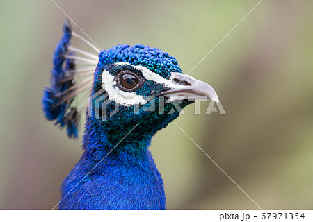 青いクジャクの美しいポートレートの写真素材