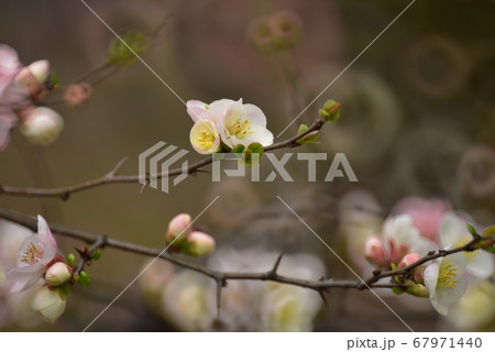 木瓜の花、ボケ 木瓜の花、ボケ 67971440