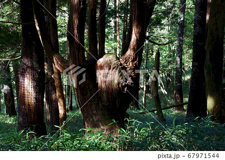 大台ヶ原　日出が岳展望台へ向かう道　妖精を発見 67971544