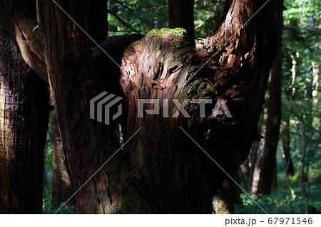 大台ヶ原　日出が岳展望台へ向かう道　妖精を発見 67971546