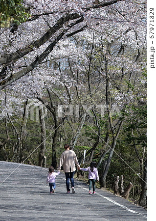 手をつないで、桜並木を親子でお散歩(桜 三好池 愛知県みよし市) 手をつないで、桜並木を親子でお散歩(桜 三好池 愛知県みよし市) 67971829