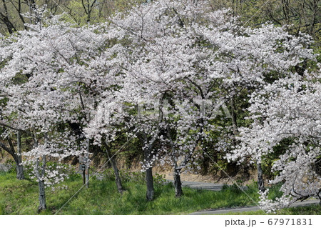 満開の桜 満開の桜 67971831