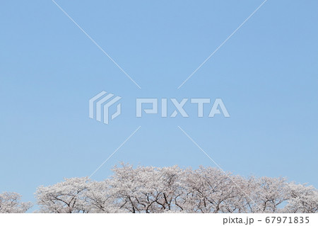 青空と満開の桜 67971835