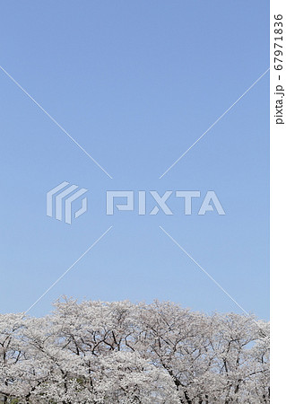 青空と満開の桜 67971836