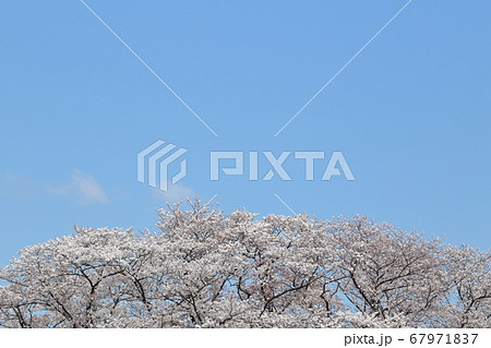 青空と満開の桜 67971837