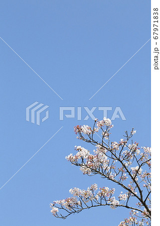 青空に映える桜 67971838