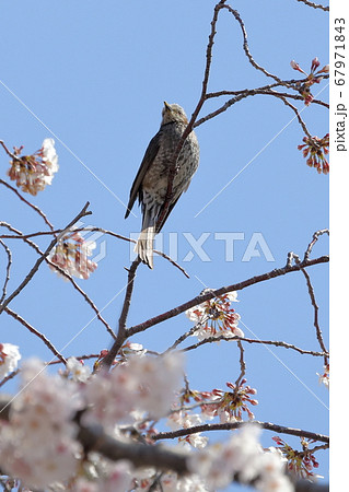 桜と鳥 67971843