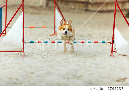 Little cute Corgi dog performing during the show in competition 67972374