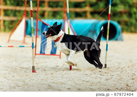 Sportive dog performing during the show in competition 67972404
