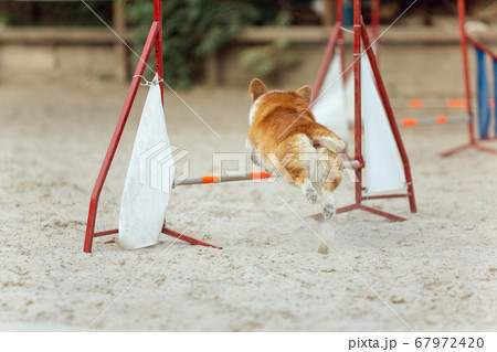 Little cute Corgi dog performing during the show in competition Little cute Corgi dog performing during the show in competition 67972420