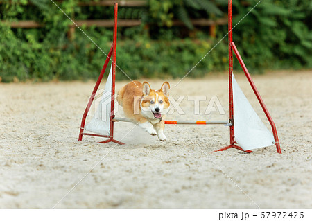 Little cute Corgi dog performing during the show in competition Little cute Corgi dog performing during the show in competition 67972426