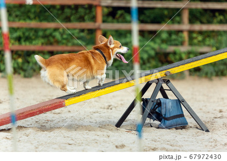 Little cute Corgi dog performing during the show in competition Little cute Corgi dog performing during the show in competition 67972430