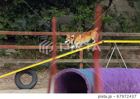 Little cute Corgi dog performing during the show in competition Little cute Corgi dog performing during the show in competition 67972437