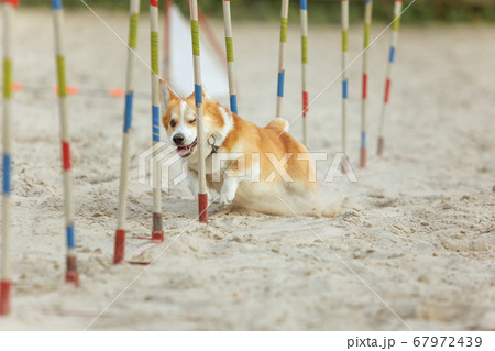 Little cute Corgi dog performing during the show in competition 67972439