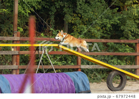Little cute Corgi dog performing during the show in competition 67972448