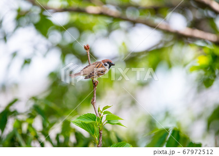 スズメ　雀　すずめ　Tree Sparrow　Eurasian Tree Sparrow 67972512