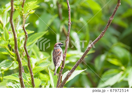 スズメ　雀　すずめ　Tree Sparrow　Eurasian Tree Sparrow 67972514