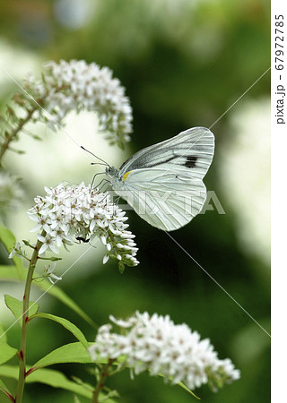 自然風景生物昆虫写真 オカトラノオの花とスジグロシロチョウ 自然風景生物昆虫写真 オカトラノオの花とスジグロシロチョウ 67972785