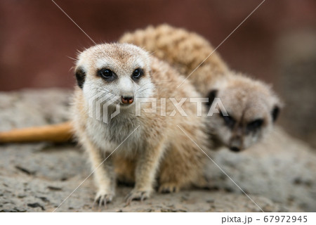 ミ―アキャットの可愛いポートレート meerkat 67972945