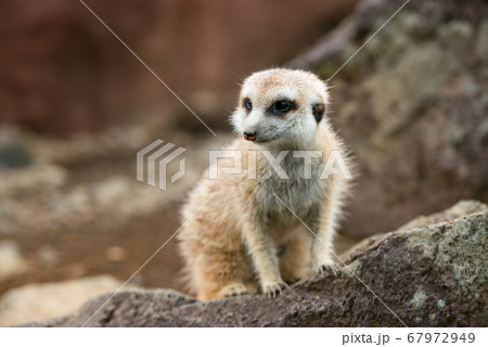 ミ―アキャットの可愛いポートレート meerkat 67972949