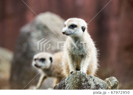 ミ―アキャットの可愛いポートレート meerkat 67972950