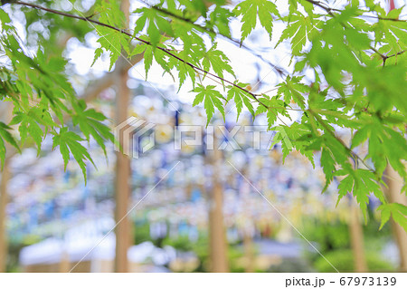 正寿院 夏の風鈴まつり 正寿院 夏の風鈴まつり 67973139