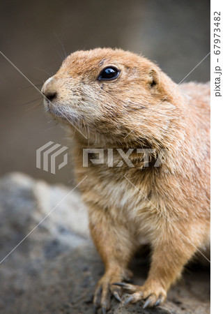 プレーリードッグの可愛い姿 prairie dog プレーリードッグの可愛い姿 prairie dog 67973482