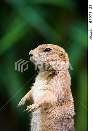 プレーリードッグの可愛い姿 prairie dog プレーリードッグの可愛い姿 prairie dog 67973483