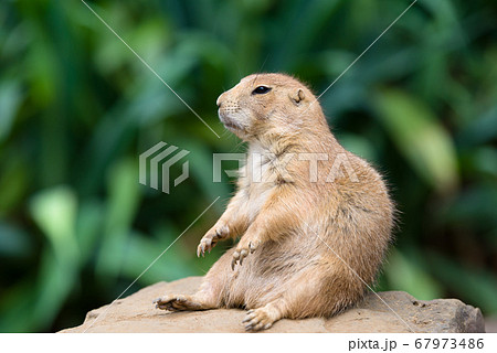 プレーリードッグの可愛い姿 prairie dog プレーリードッグの可愛い姿 prairie dog 67973486
