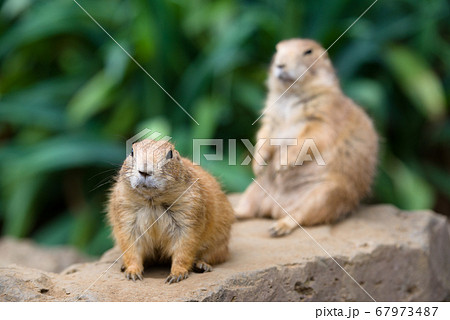 プレーリードッグの可愛い姿 prairie dog プレーリードッグの可愛い姿 prairie dog 67973487