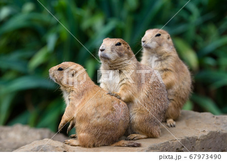 プレーリードッグの可愛い姿 prairie dog プレーリードッグの可愛い姿 prairie dog 67973490