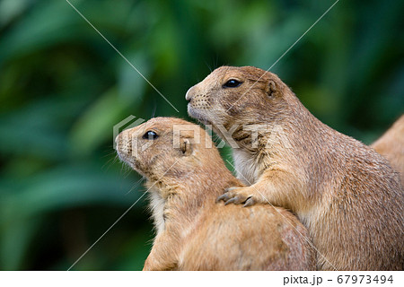 プレーリードッグの可愛い姿 prairie dog プレーリードッグの可愛い姿 prairie dog 67973494
