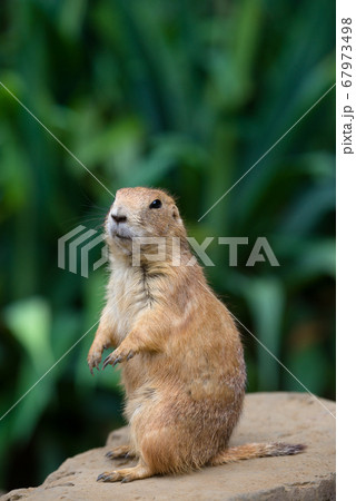 プレーリードッグの可愛い姿 prairie dog プレーリードッグの可愛い姿 prairie dog 67973498