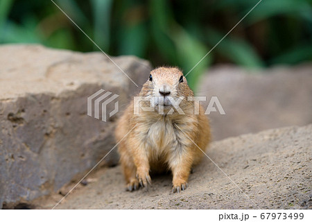 プレーリードッグの可愛い姿 prairie dog プレーリードッグの可愛い姿 prairie dog 67973499