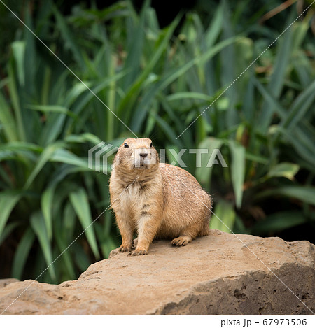 プレーリードッグの可愛い姿 prairie dog プレーリードッグの可愛い姿 prairie dog 67973506