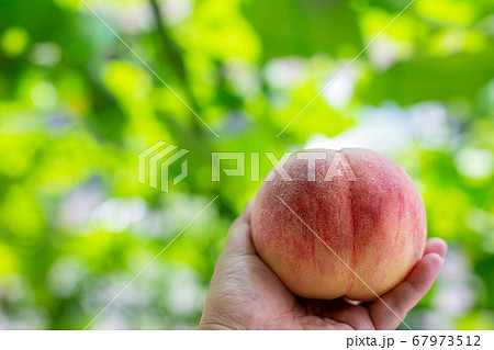 桃狩り 桃 桃狩り 桃 67973512