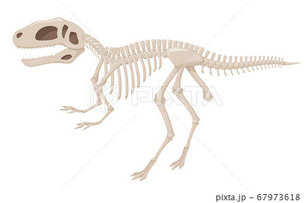 恐竜の化石のイラスト フクイサウルス 福井竜のイラスト素材