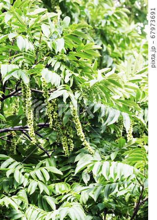 風景自然植物写真 サワグルミの花 食べられないクルミ 風景自然植物写真 サワグルミの花 食べられないクルミ 67973691